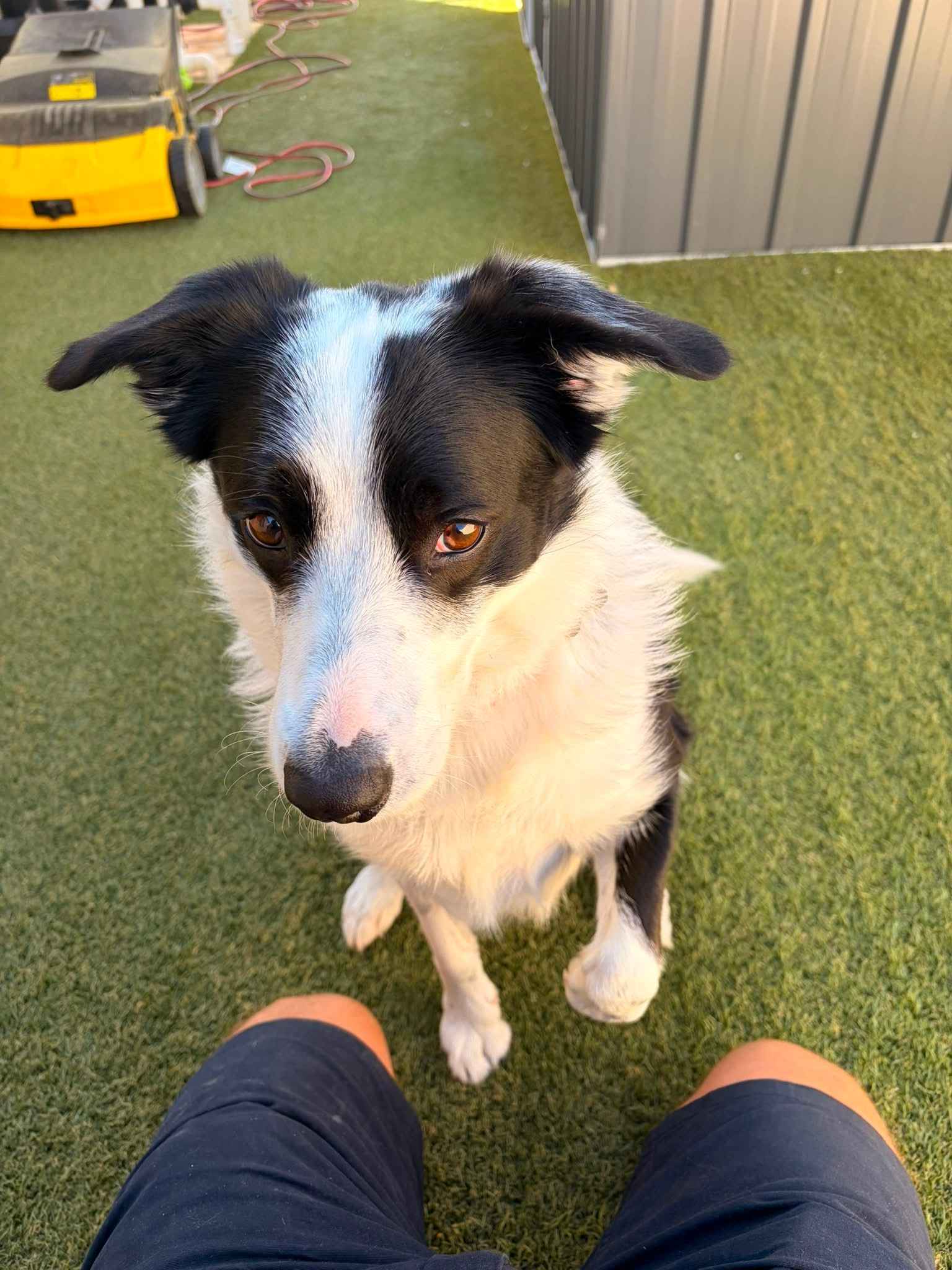 A dog standing comfortably on freshly cleaned artificial turf, right next to the Roll&Comb equipment, safe on the lawn straight after treatment