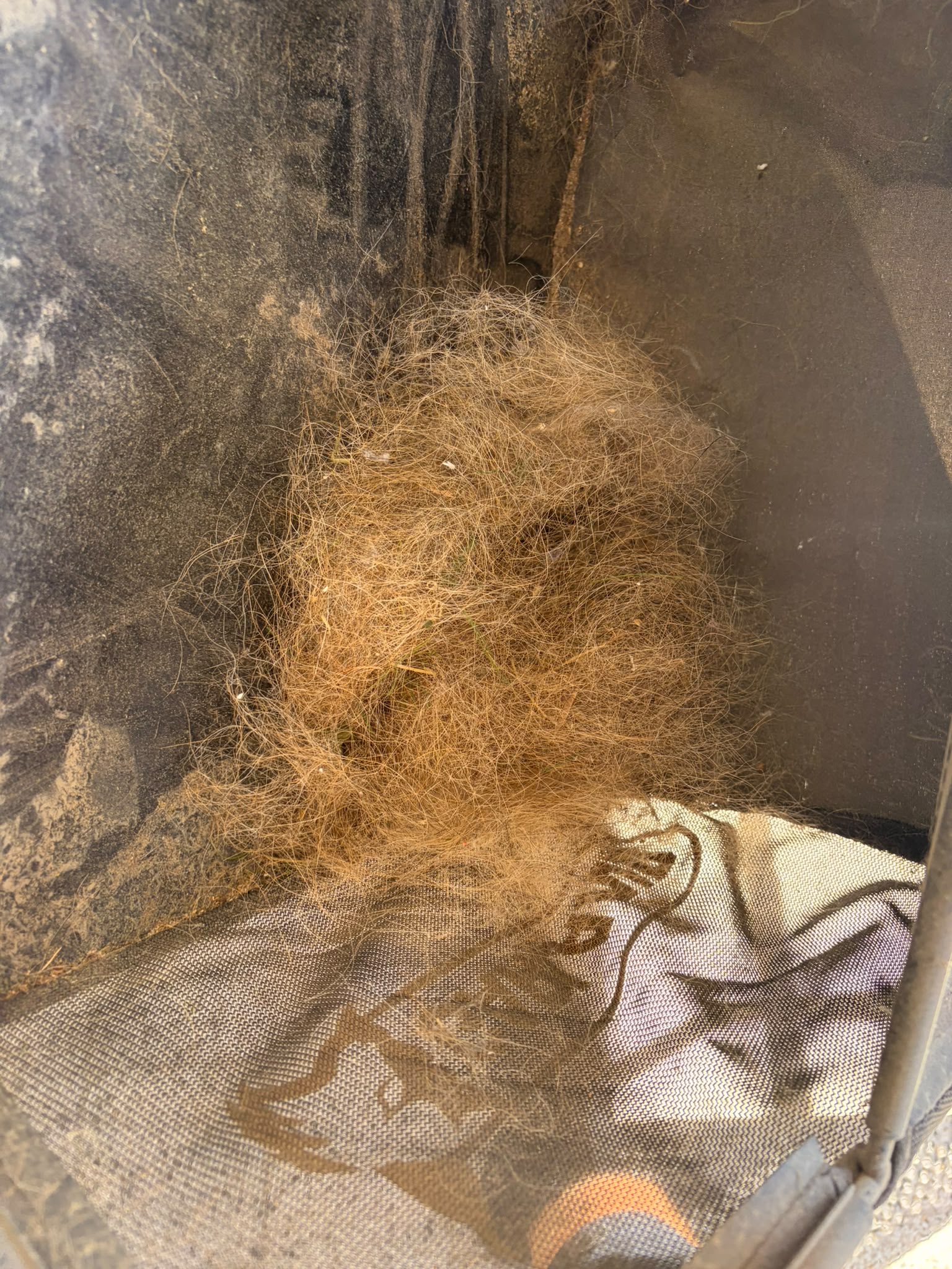 Collection bag full of dust, grit and pet hair extracted from a Perth backyard lawn